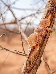 Acacia gum resin