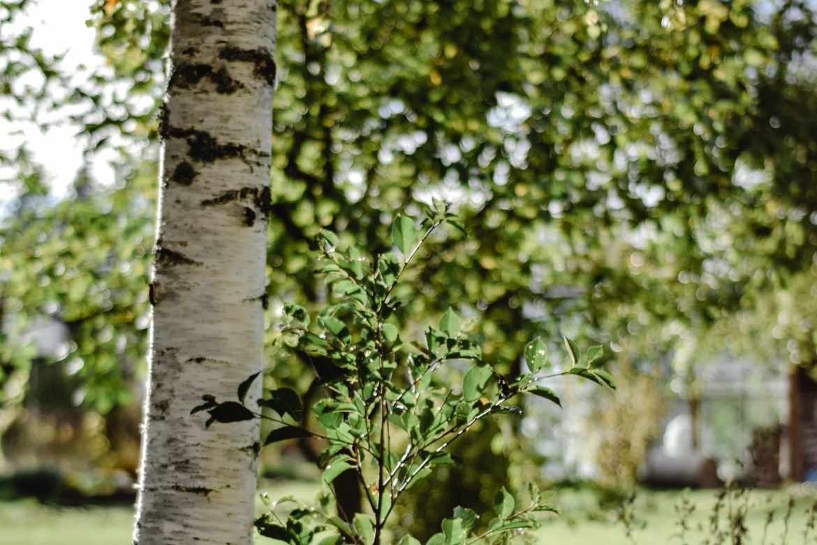 Xylitol sweetener crystals