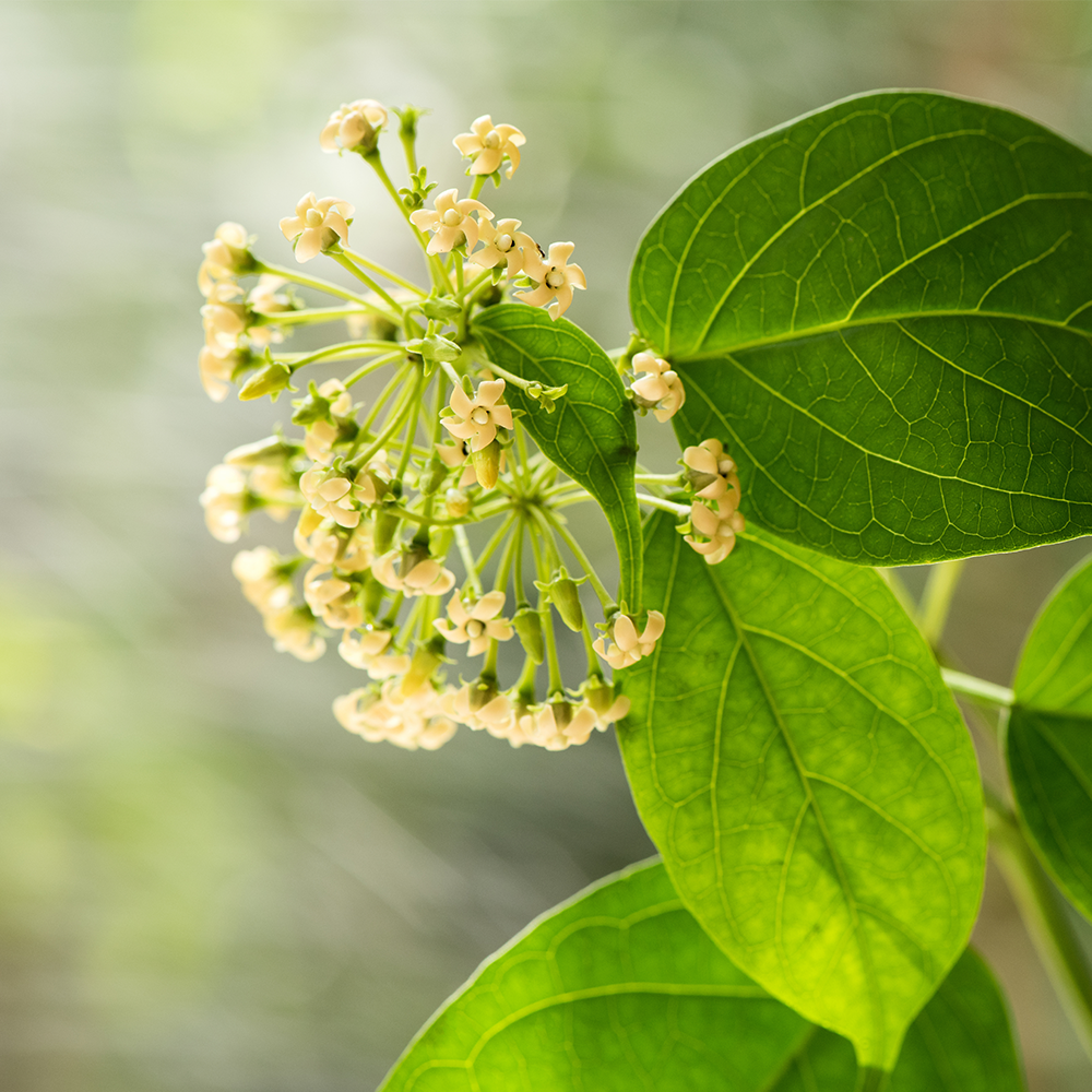 Gymnema sylvestre leaves